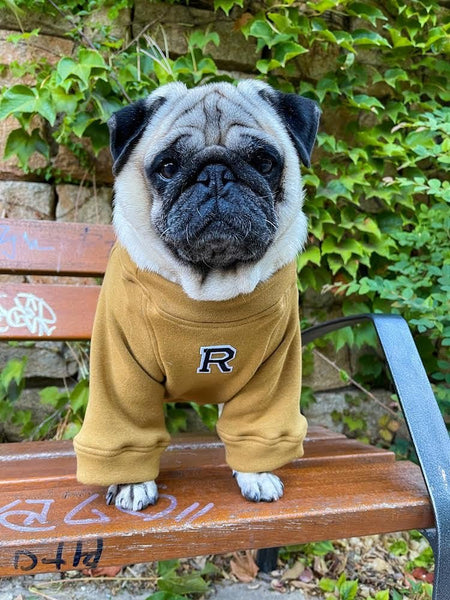 Sudadera para Perro - Ocre - KINADOGS