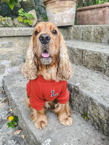 Sudadera para Perro - Terracota - KINADOGS